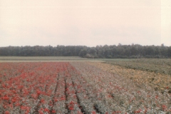 1983-10-REFORGER-German-Flower-Garden7